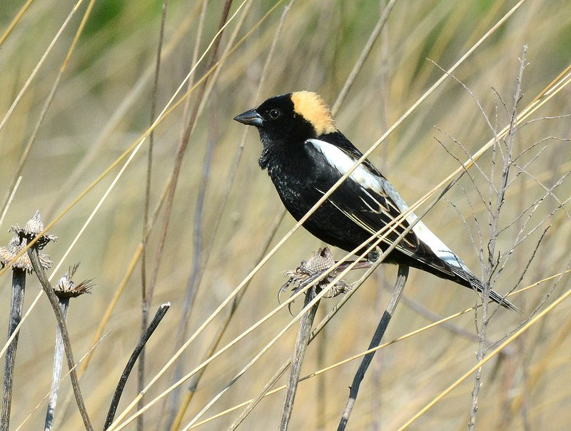 Bobolink grassland bird in natural habitat