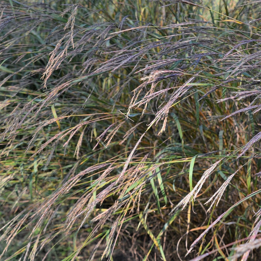 Big Bluestem - Andropogon gerardii