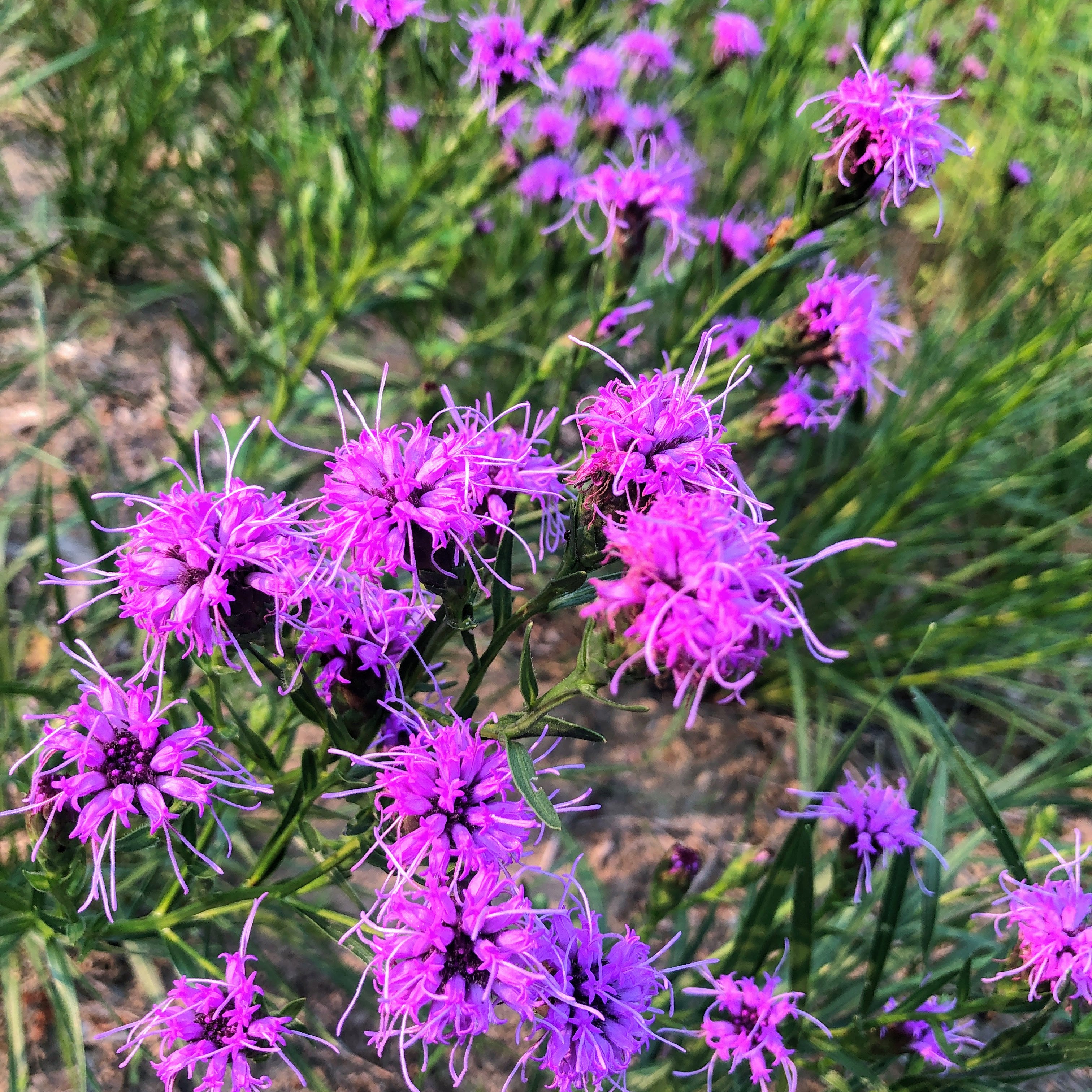 stwilliamsnursery.com