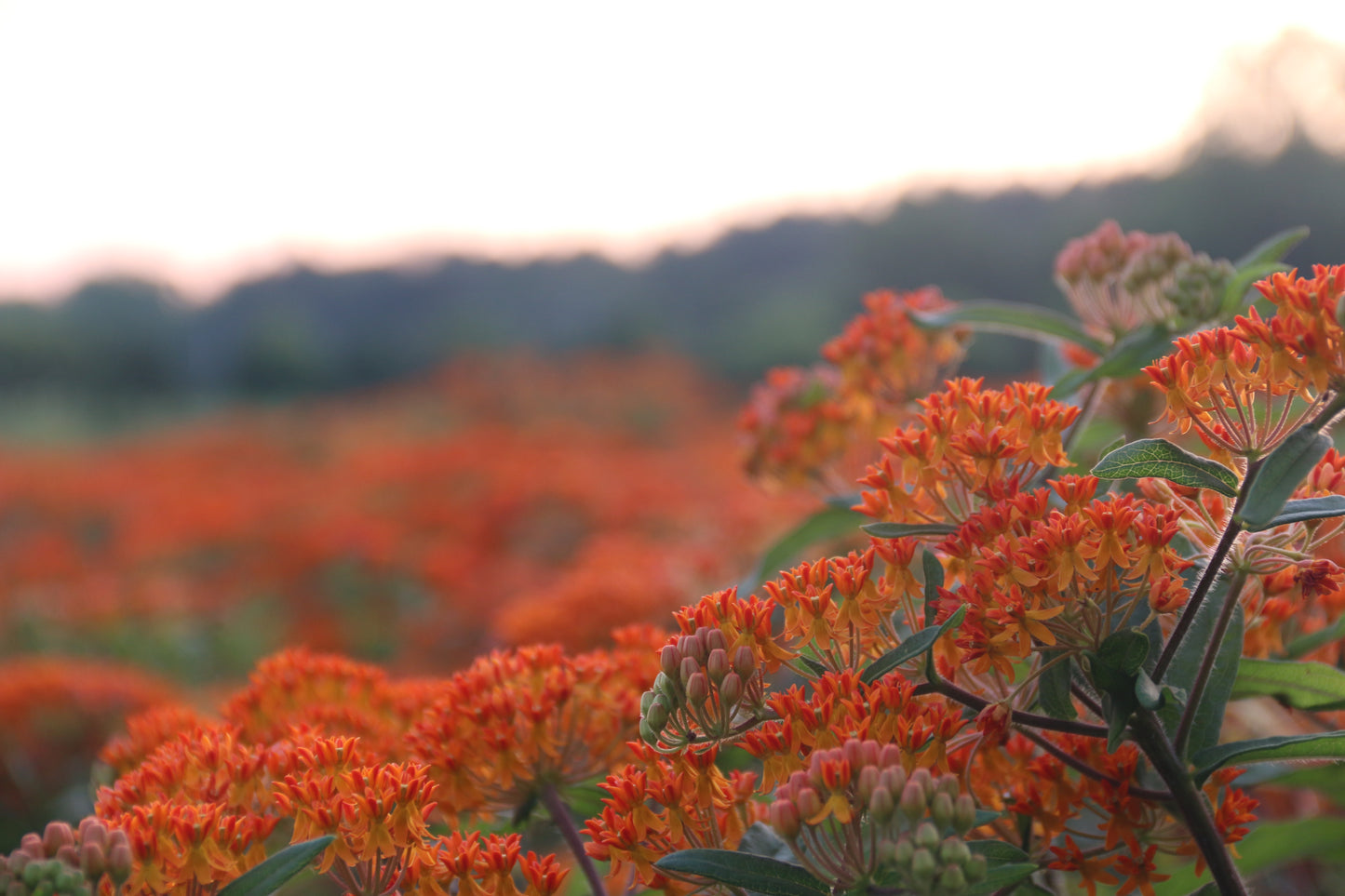 Butterflyweed in seed crop field