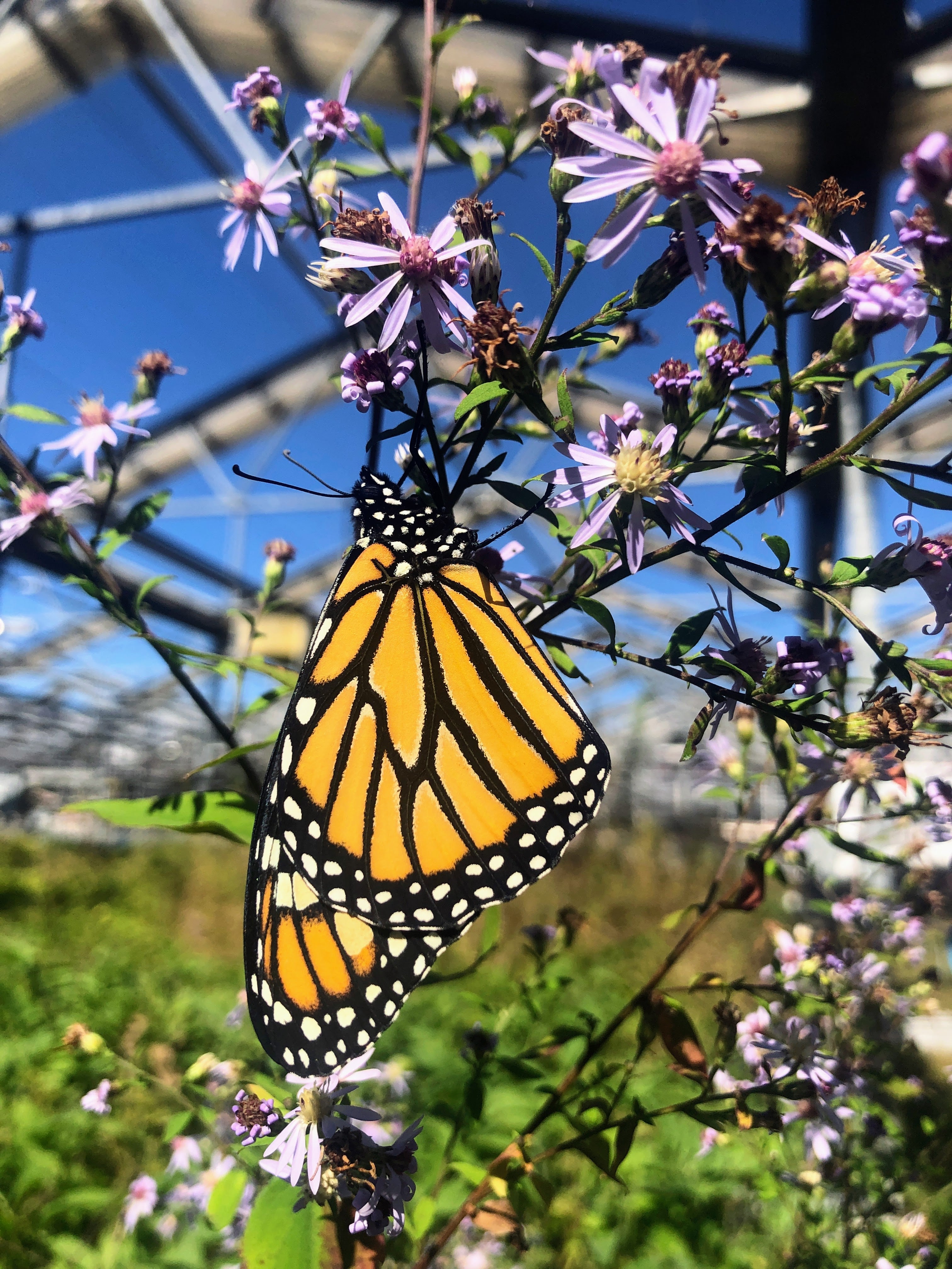 stwilliamsnursery.com