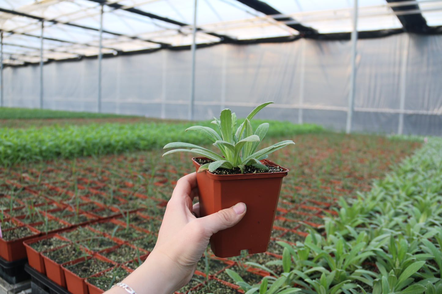 4in pots herbaceous in greenhouse