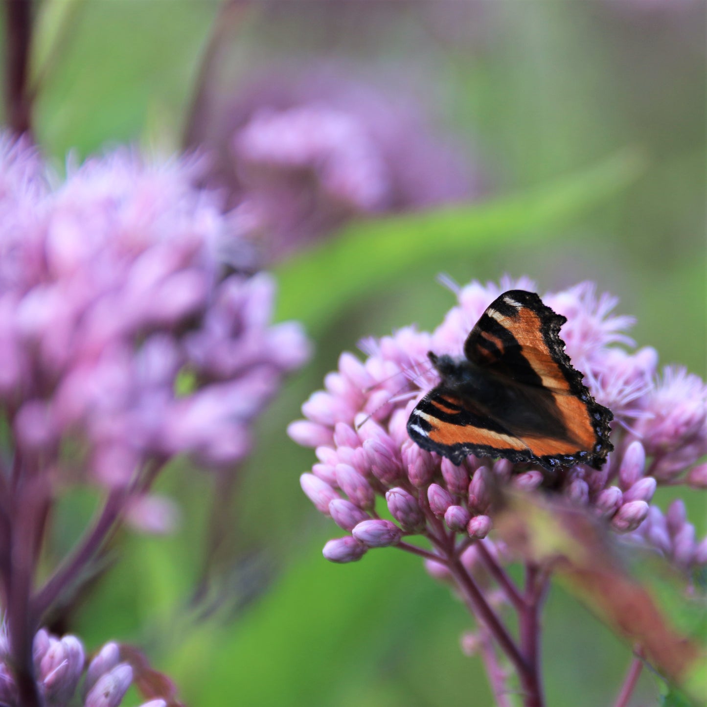 Spotted Joe-Pye Weed - Eupatorium maculatum