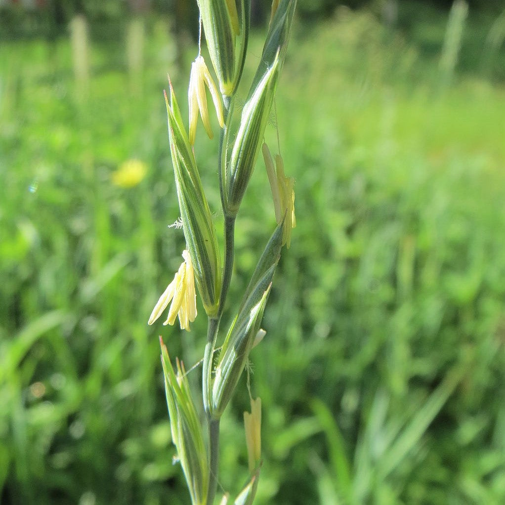 Slender Wheat Grass - Elymus trachycaulus