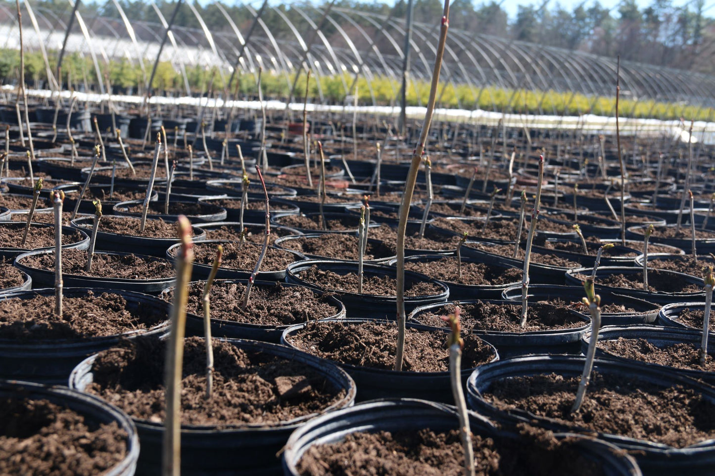 Freshly potted native plants