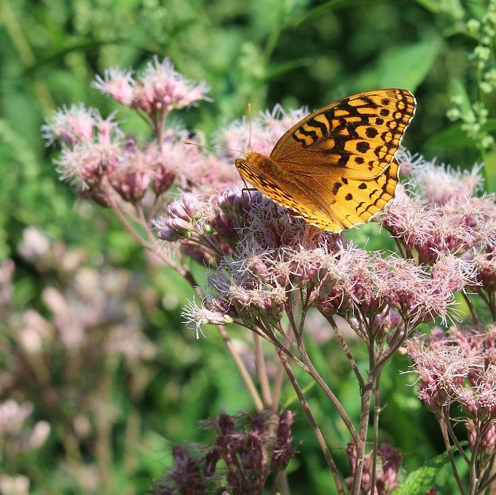 Butterfly on Joe Pye Weed
