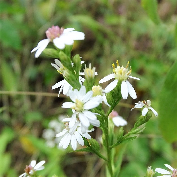 Arrow-Leaved Aster - Symphyotrichum urophyllum
