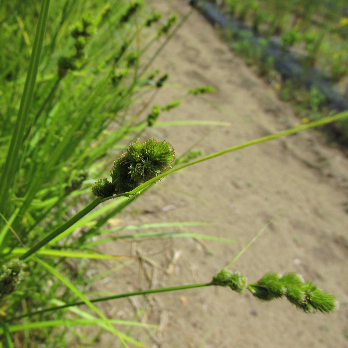 Bebb's Sedge - Carex bebbii