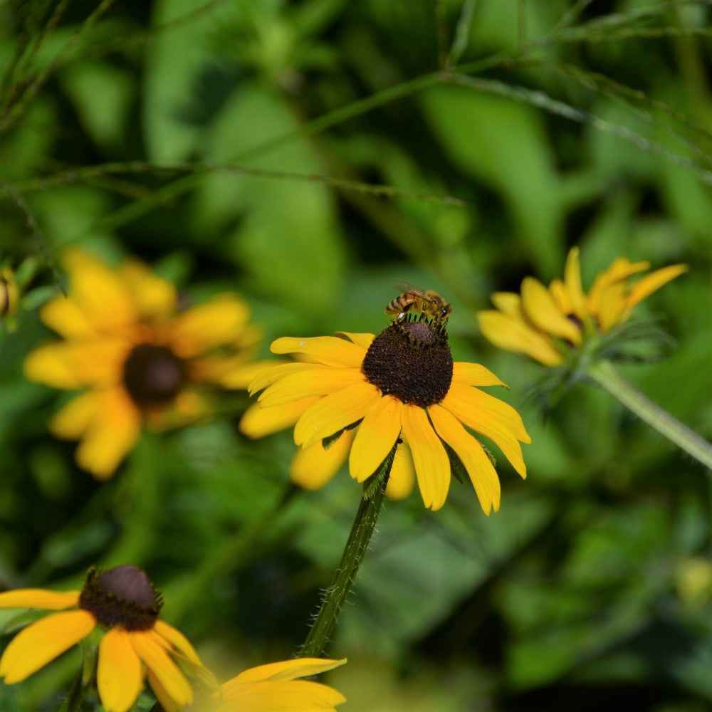 Brown-Eyed Susan;Black-Eyed Susan - Rudbeckia hirta