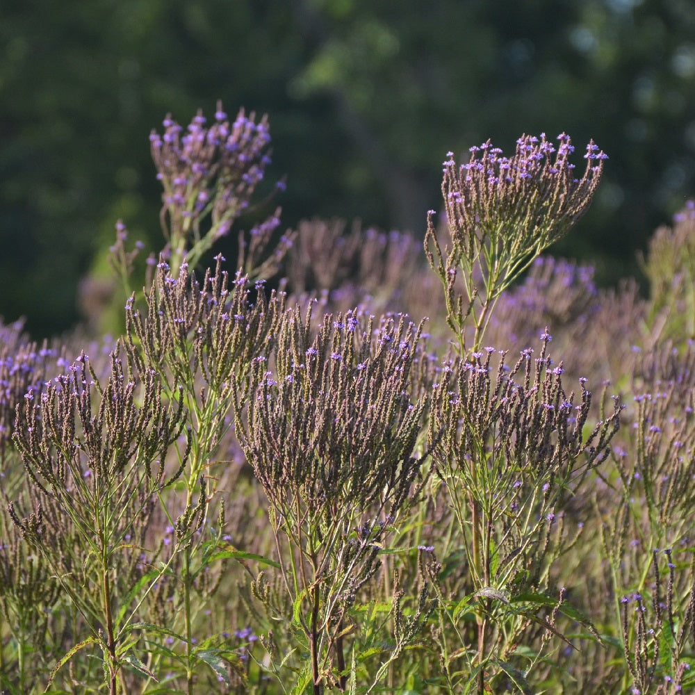 Blue Vervain - Verbena hastata