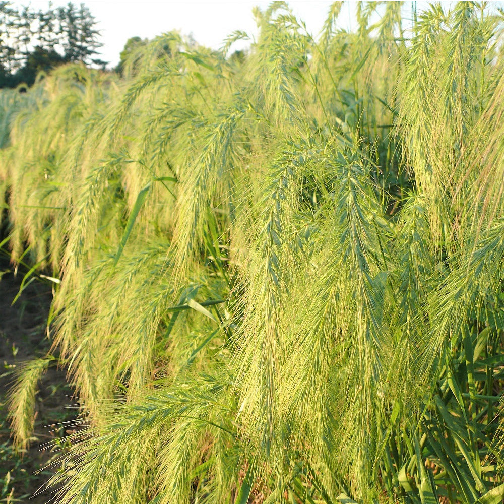 Canada Wild Rye - Elymus canadensis