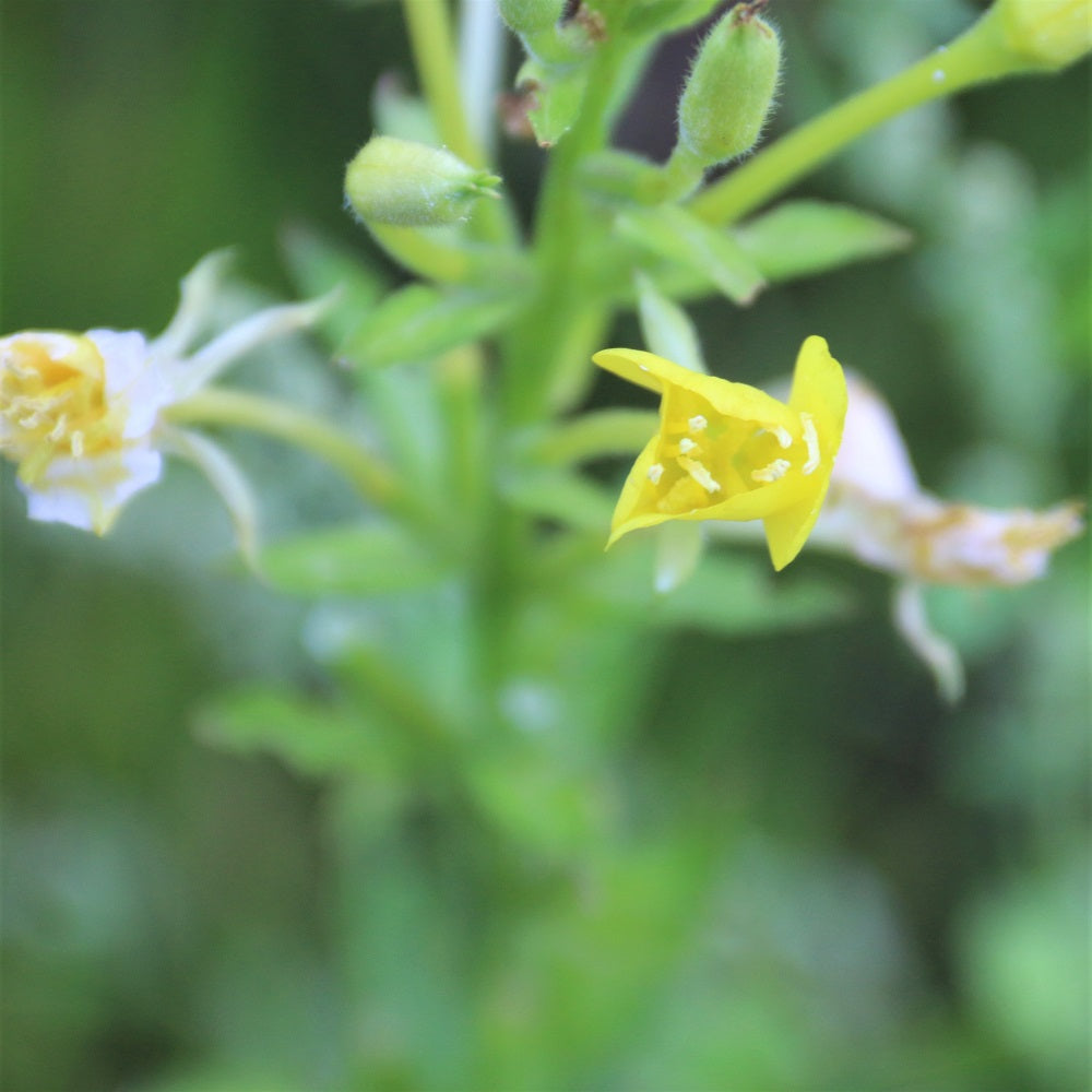 Common Evening Primrose - Oenothera biennis