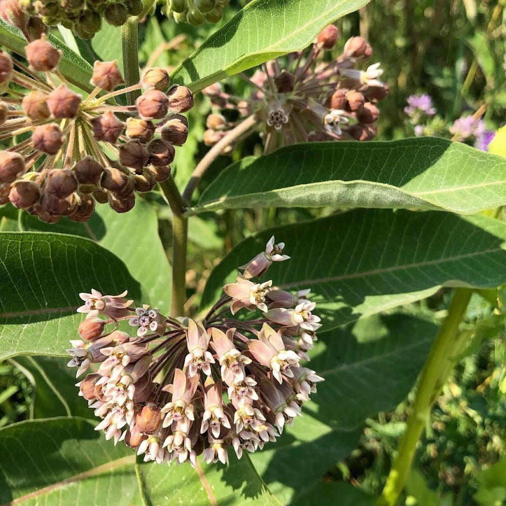 Common Milkweed - Asclepias syriaca