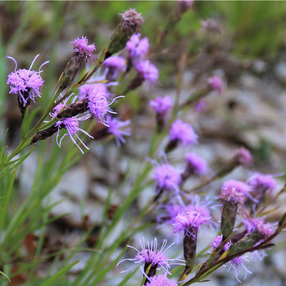 Dwarf Blazing Star;Cylindrical Blazing Star - Liatris cylindracea