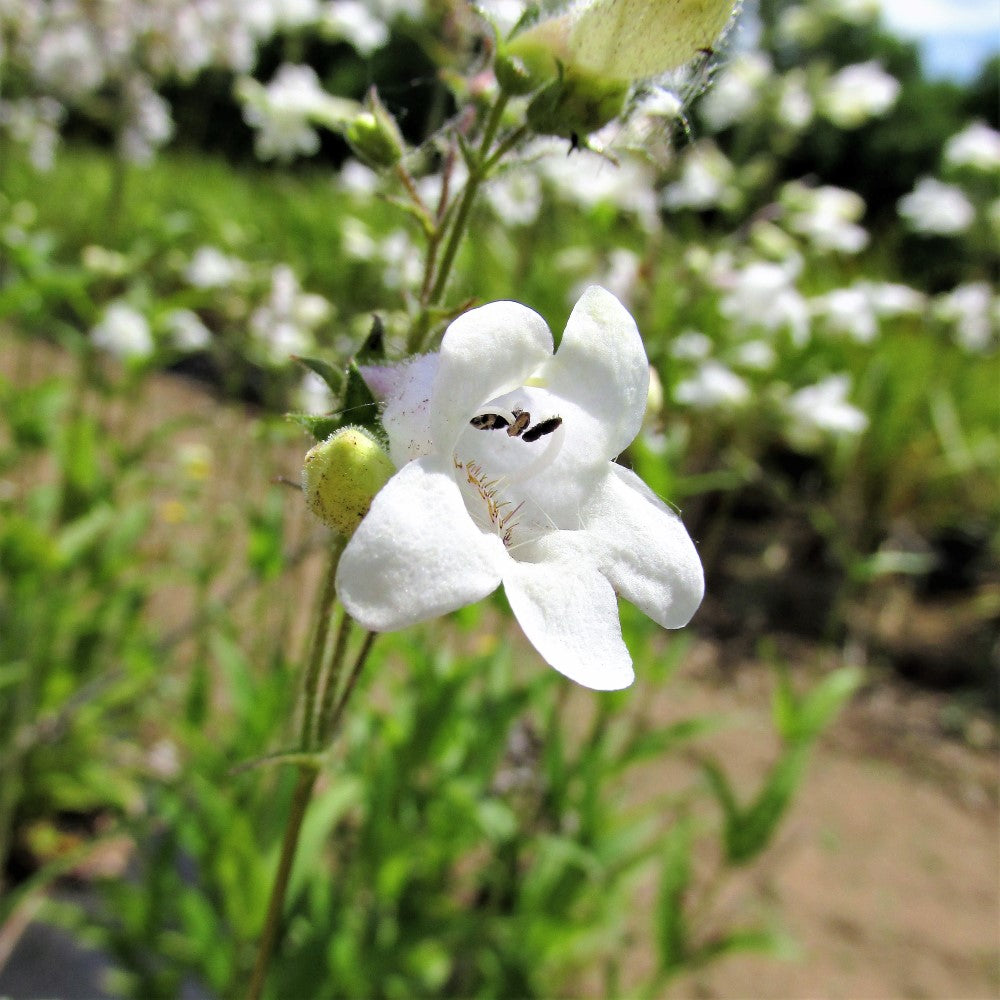 Foxglove Beard-Tongue - Penstemon digitalis