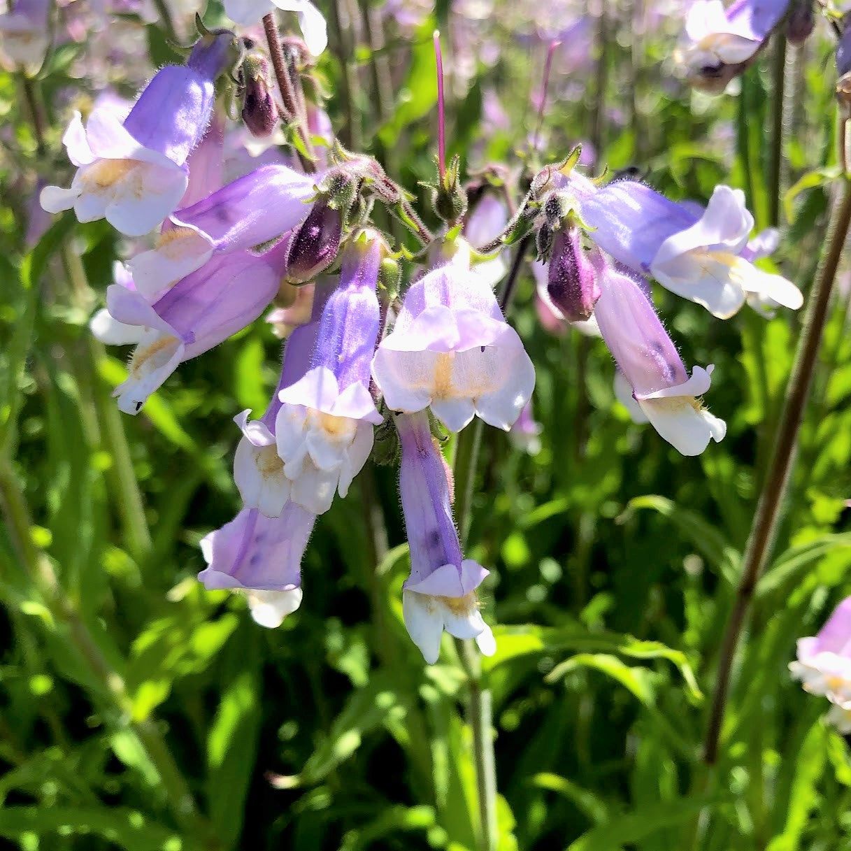 Hairy Beard-Tongue - Penstemon hirsutus