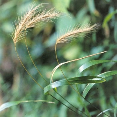 Silky Wild-Rye; Hairy Wild Rye - Elymus villosus