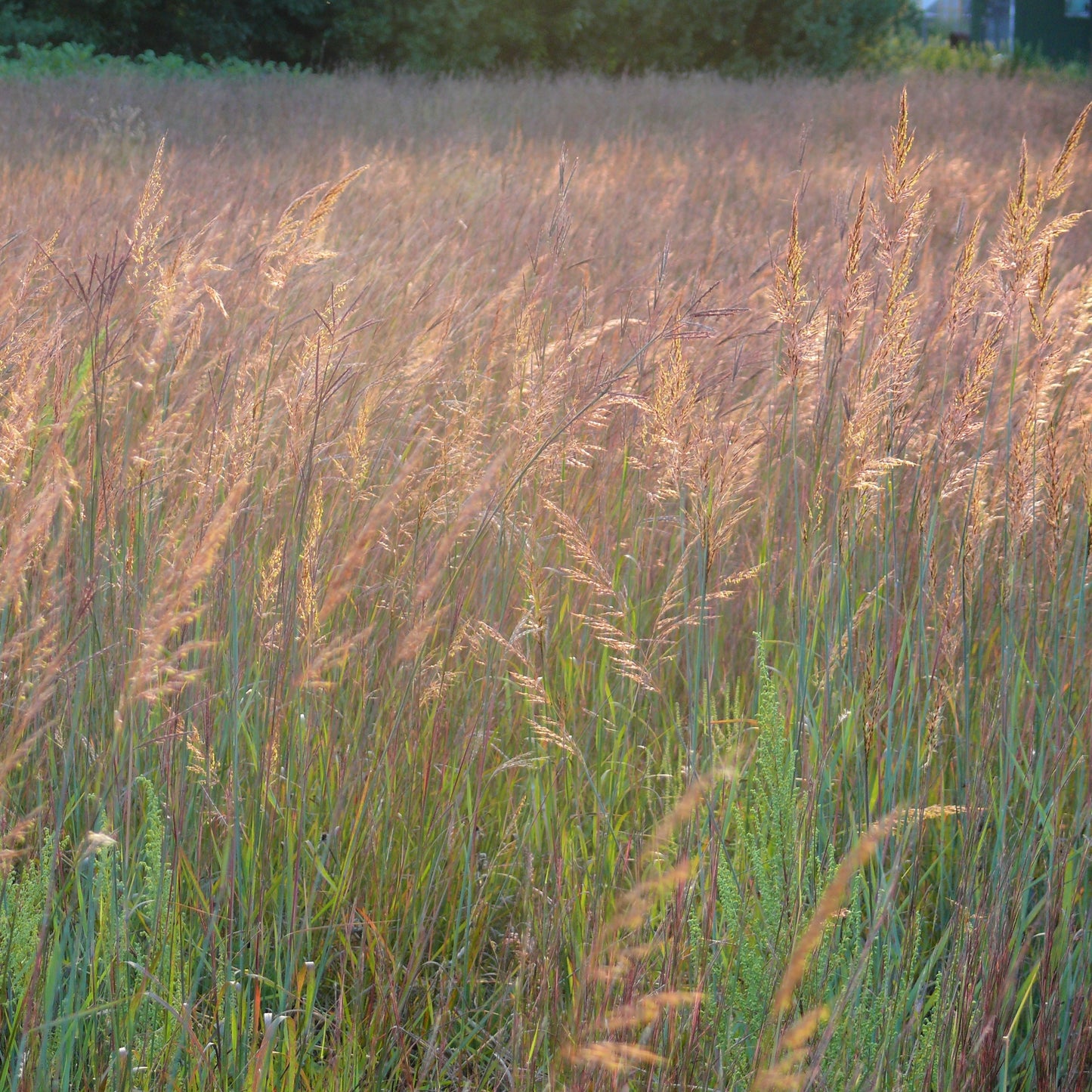 Indian Grass - Sorghastrum nutans