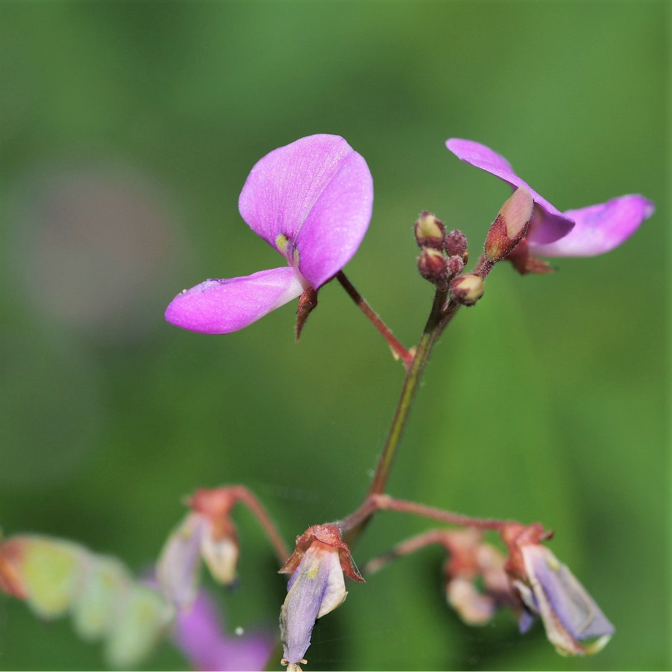 Panickled Tick-Trefoil - Desmodium paniculatum