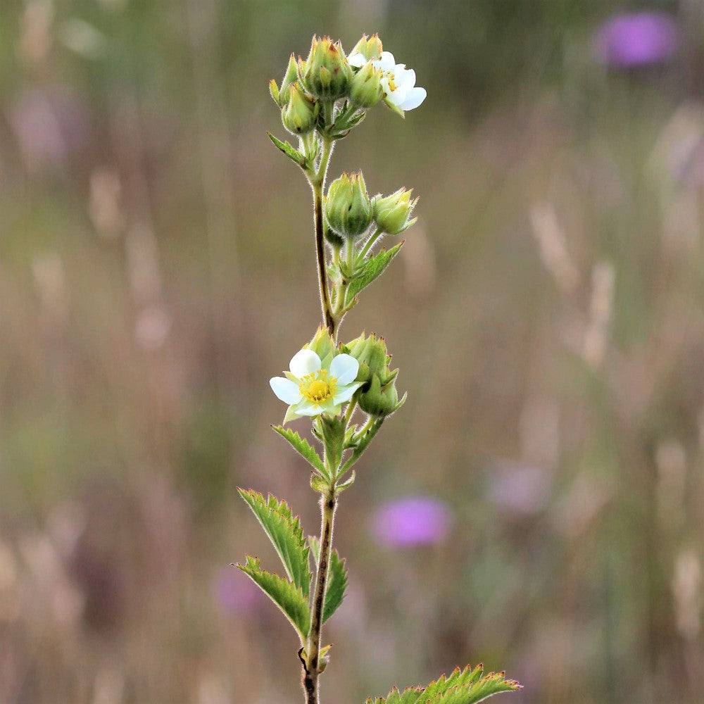 Tall Cinquefoil;Prairie Cinquefoil - Potentilla arguta