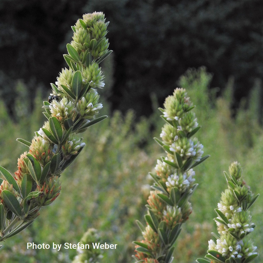 Round-Headed Bush Clover - Lespedeza capitata