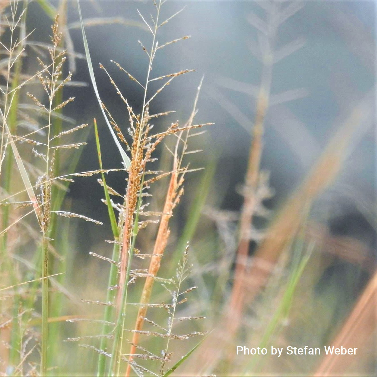 Sand Dropseed - Sporobolus cryptandrus