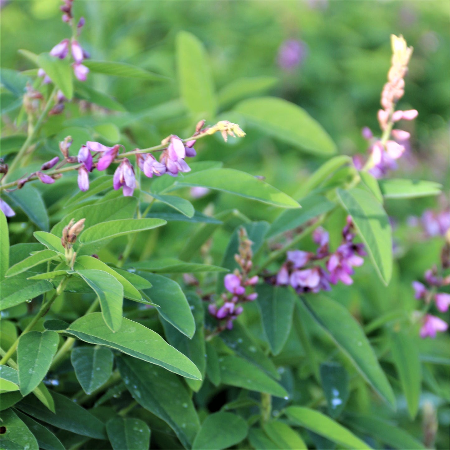 Showy Tick-Trefoil - Desmodium canadense