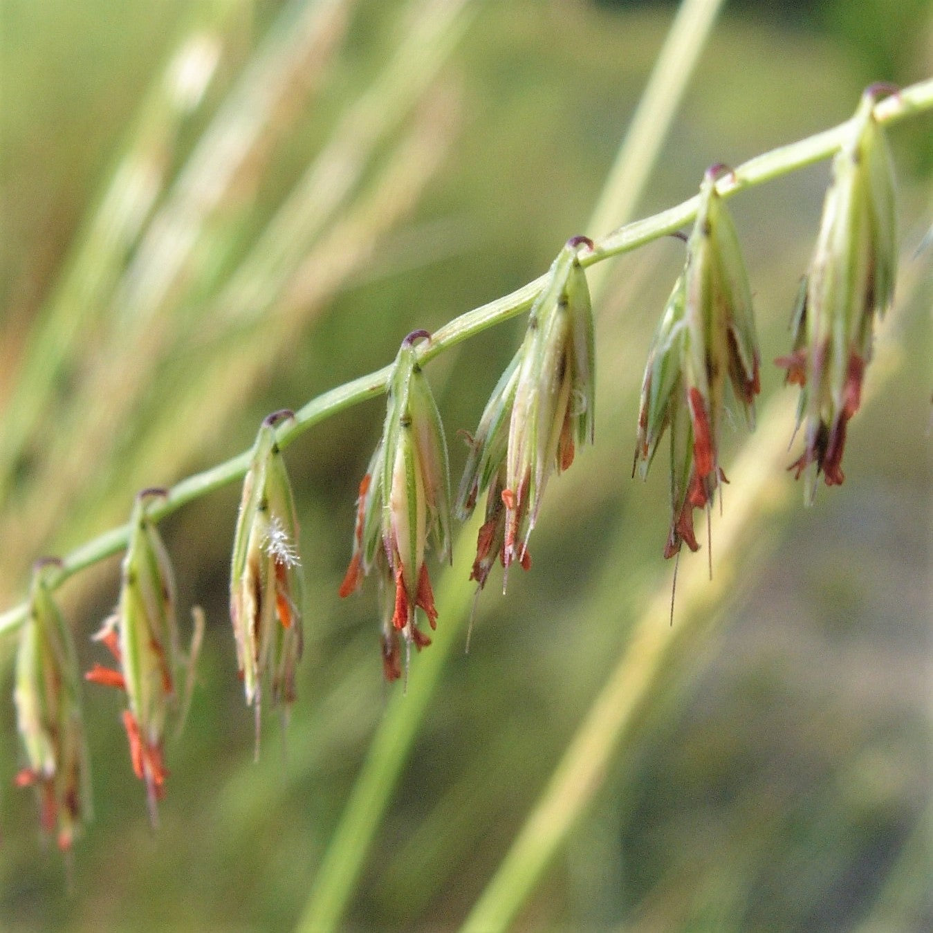 Side-Oats Grama - Bouteloua curtipendula