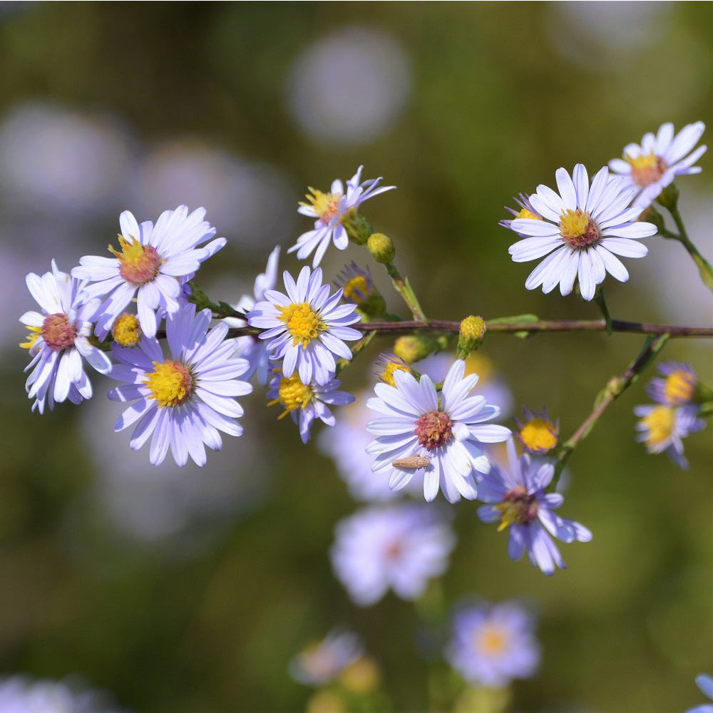 Smooth Aster - Symphyotrichum laeve