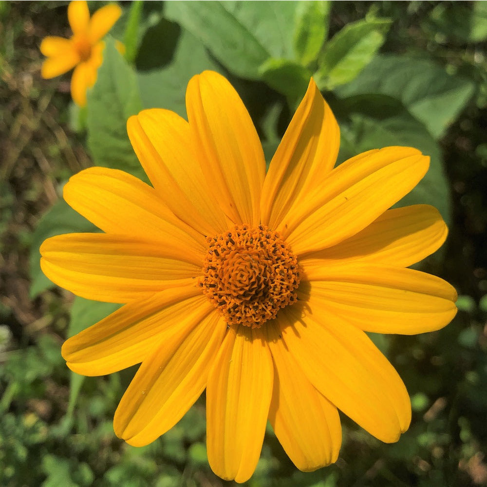 Sweet Ox-Eye - Heliopsis helianthoides