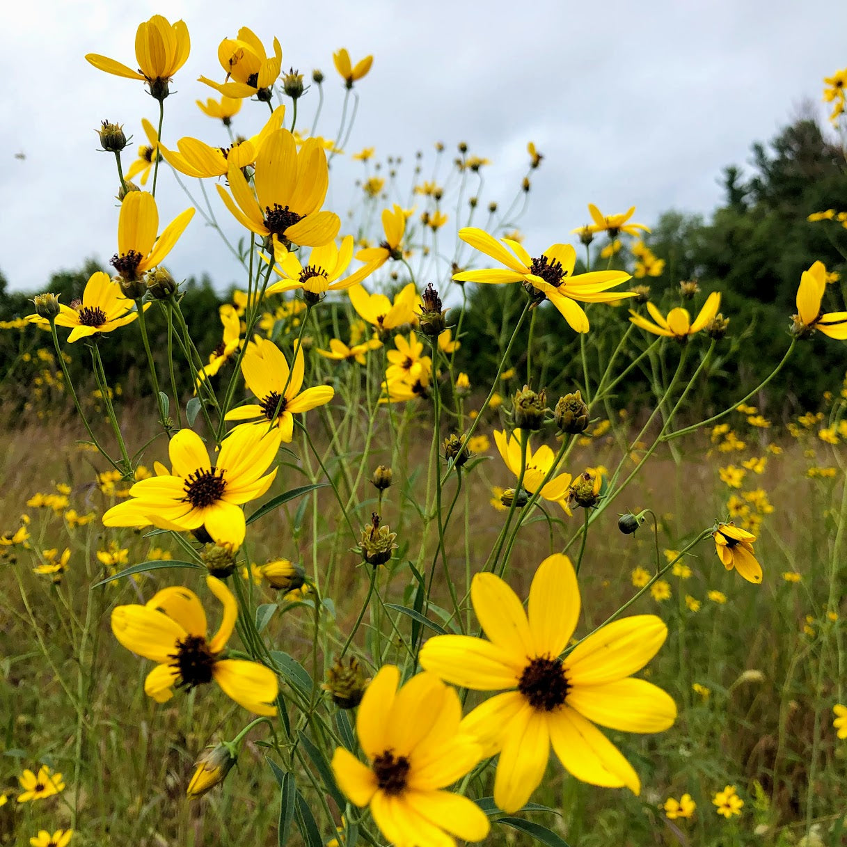 Tall Coreopsis - Coreopsis tripteris