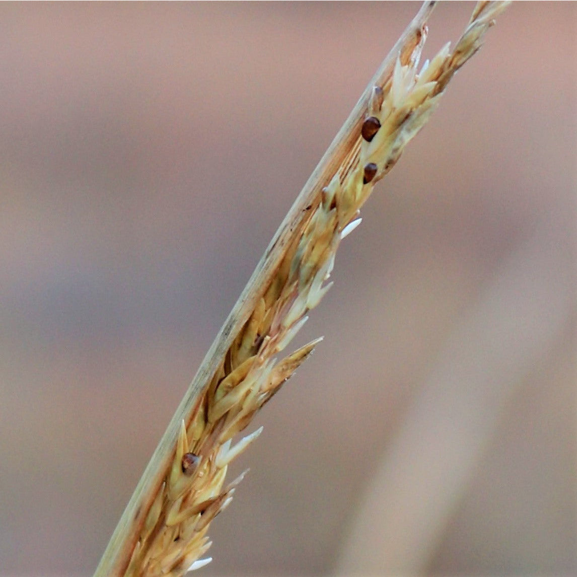 Tall Dropseed;Rough Dropseed - Sporobolus asper