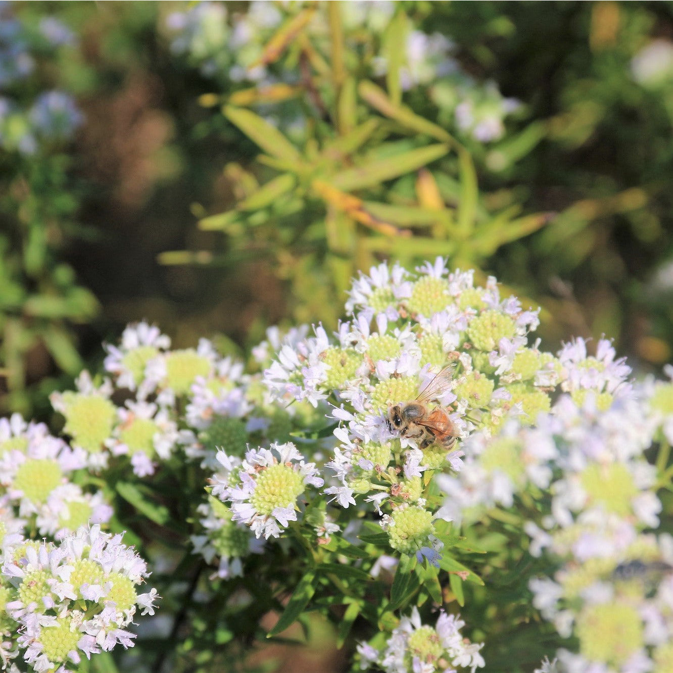 Virginia Mountain Mint - Pycnanthemum virginianum