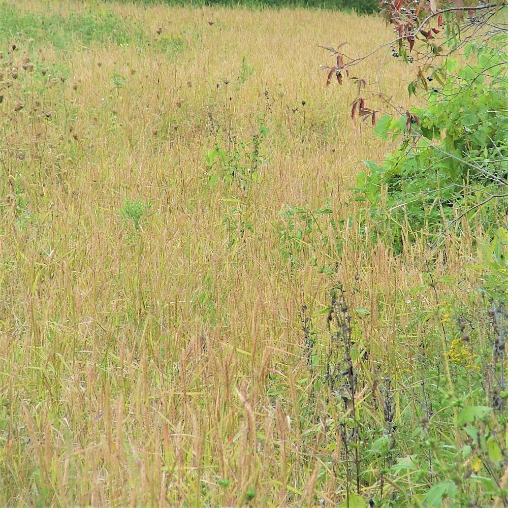Virginia Wild Rye - Elymus virginicus