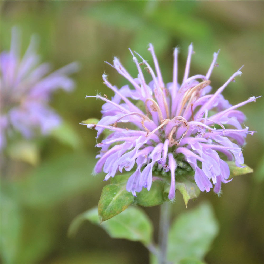 Wild Bergamot - Monarda fistulosa
