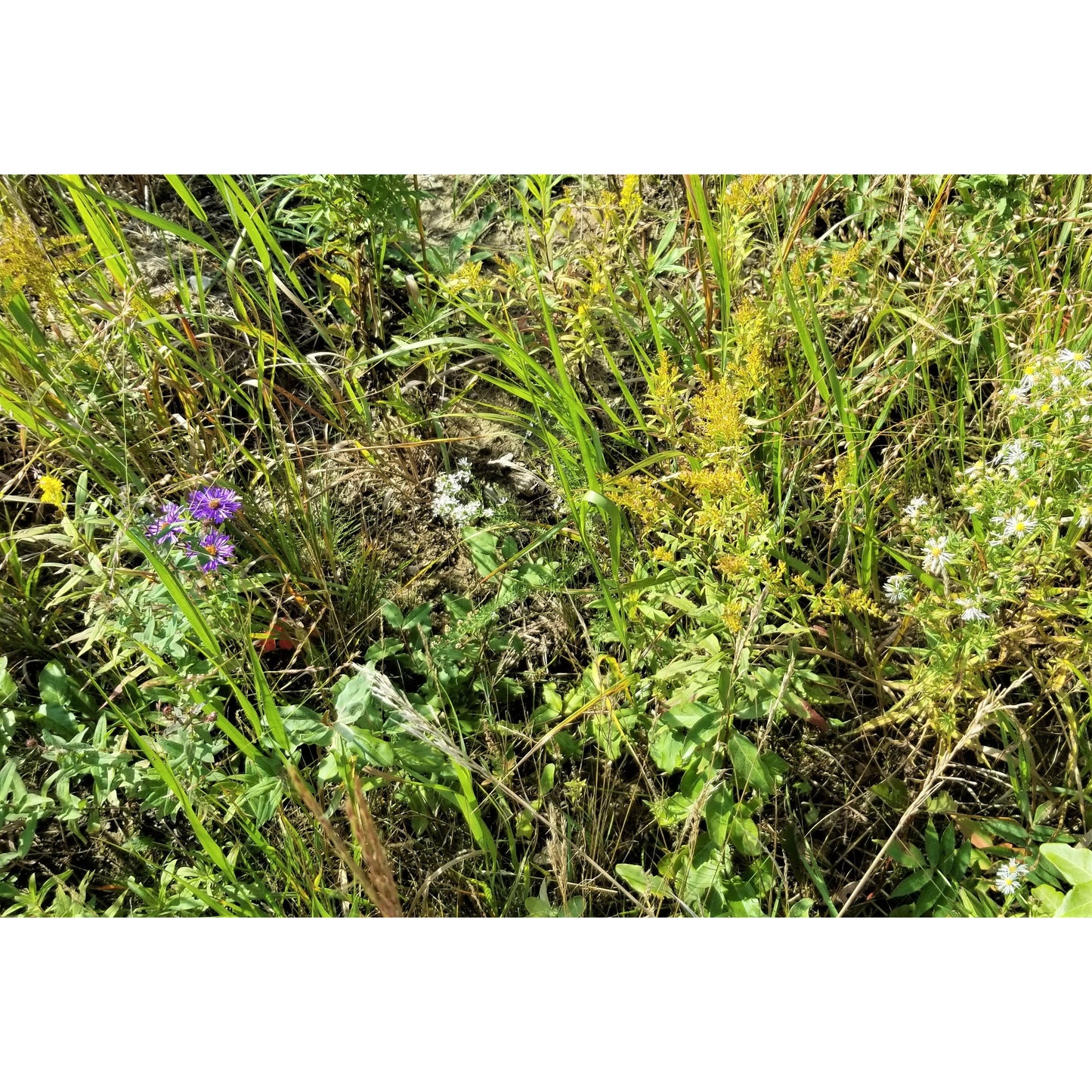 Base restoration seed mix (c) Allan Arthur