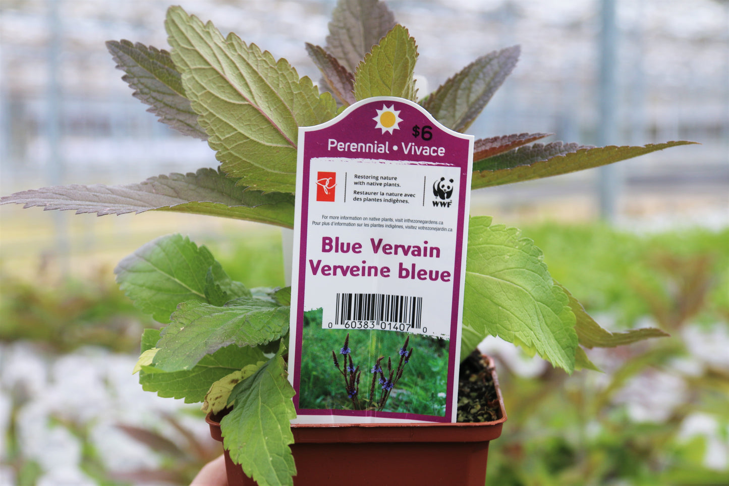 Find Source-Identified Native Plants at your Local Loblaw Garden Centres