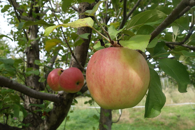 Horticultural variety fruit trees