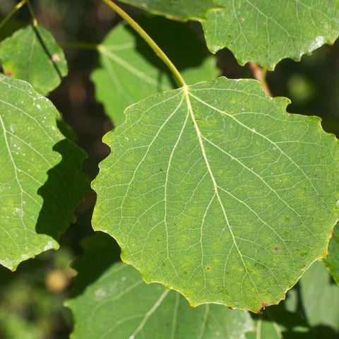 Trembling aspen leaf