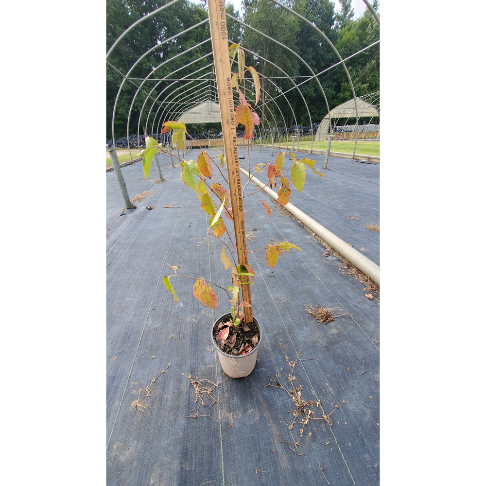 SALE: Nannyberry - Viburnum lentago | Conservation-grade pots fall'23