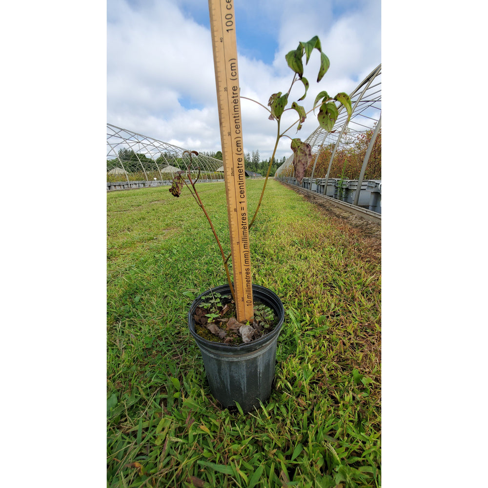 
                  
                    SALE: Alternate-Leaved Dogwood - Cornus alternifolia | Pots Fall'23 conservation-grade
                  
                