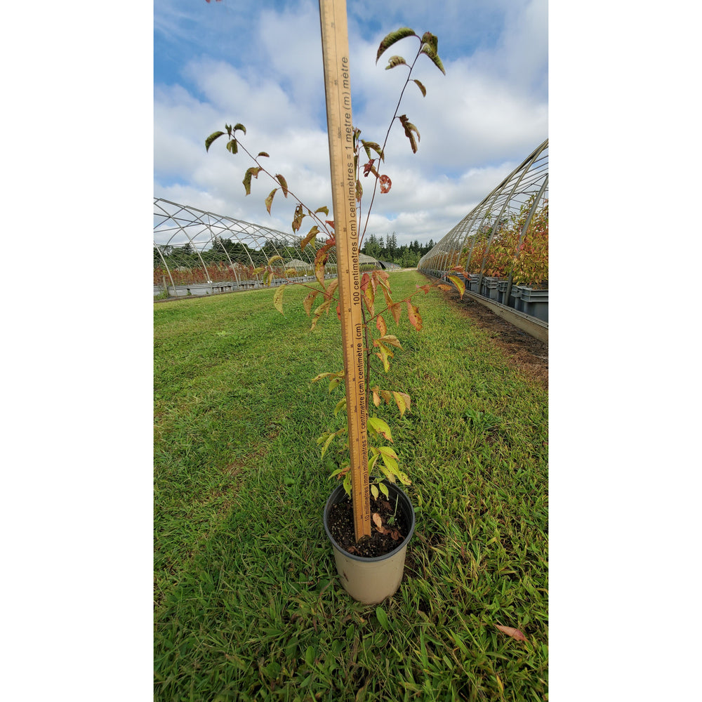 
                  
                    SALE: American Plum - Prunus americana | Conservation-grade pots fall'23
                  
                
