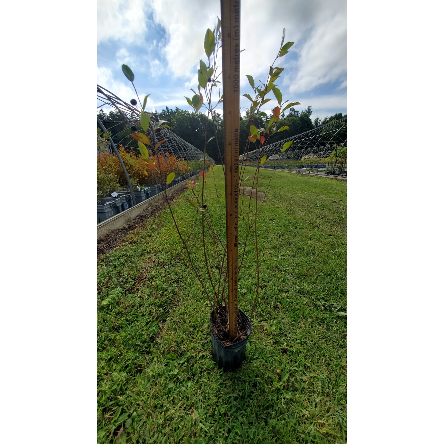
                  
                    SALE: Black Chokeberry - Aronia melanocarpa | Conservation-grade pots fall'23
                  
                