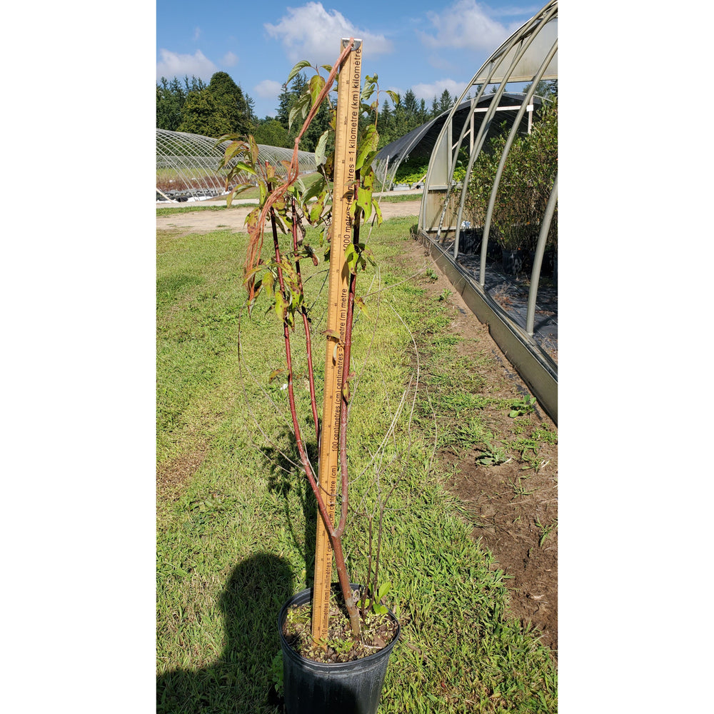 SALE: Silky Dogwood - Cornus amomum | Conservation-grade pots fall'23