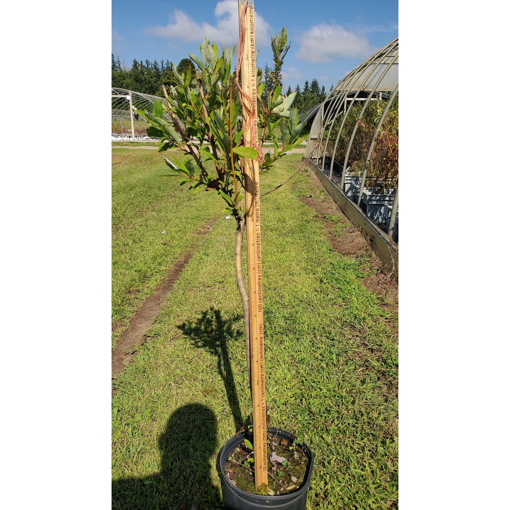 
                  
                    SALE: Woolly-Headed Willow - Salix eriocephala | Conservation-grade pots fall'23
                  
                