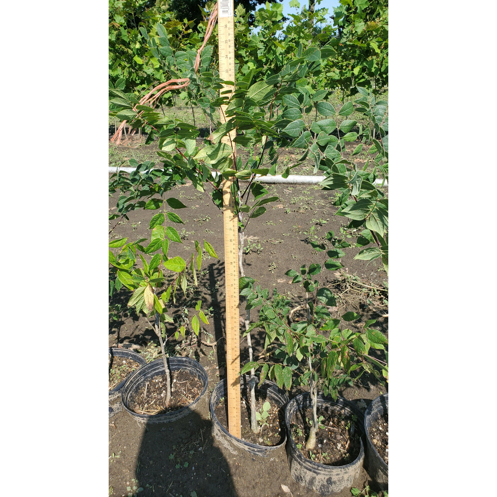 SALE: Kentucky Coffee Tree - Gymnocladus dioicus | Pots Fall'23 conservation-grade