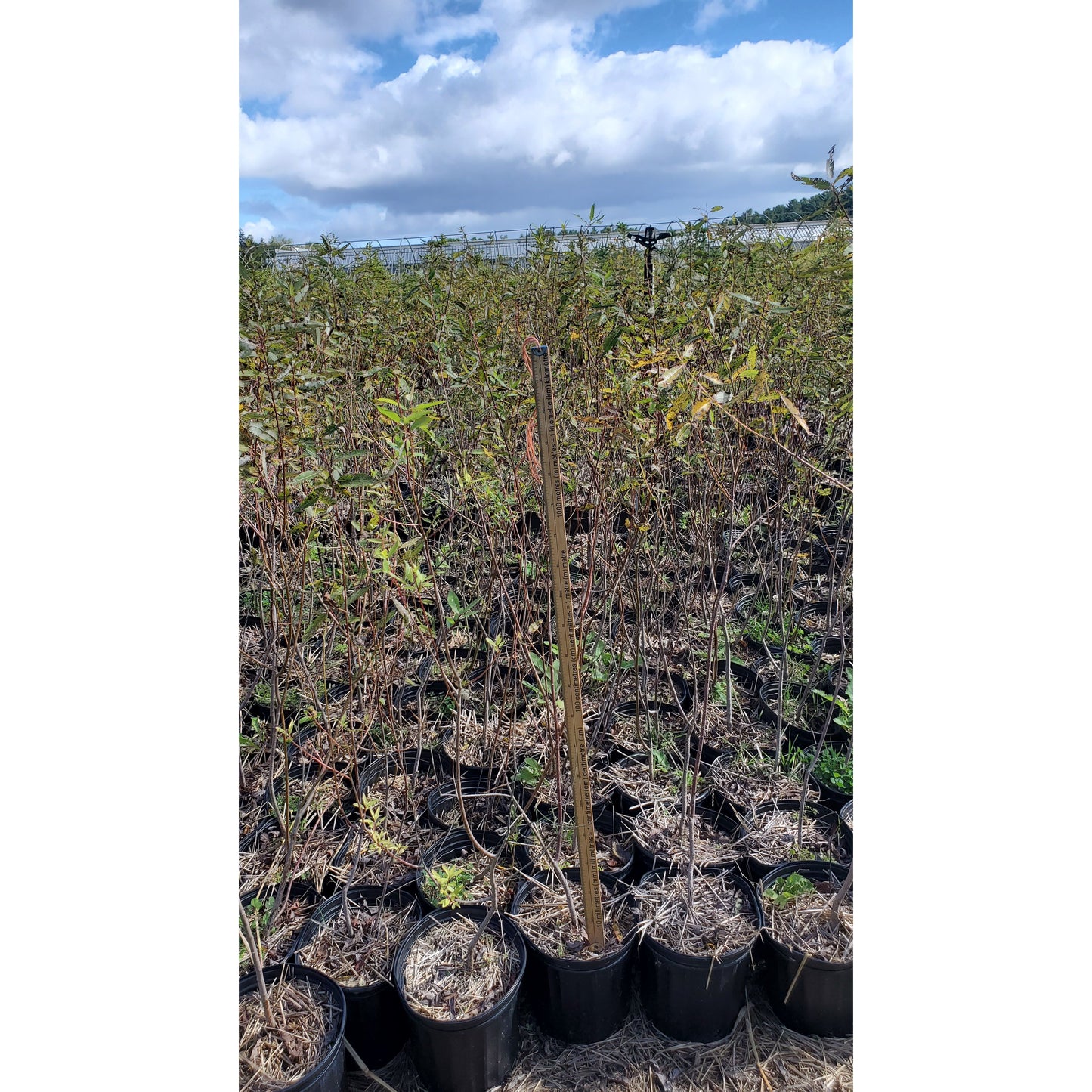 
                  
                    SALE: Peach-Leaved Willow - Salix amygdaloides | Pots Fall'23 conservation-grade
                  
                