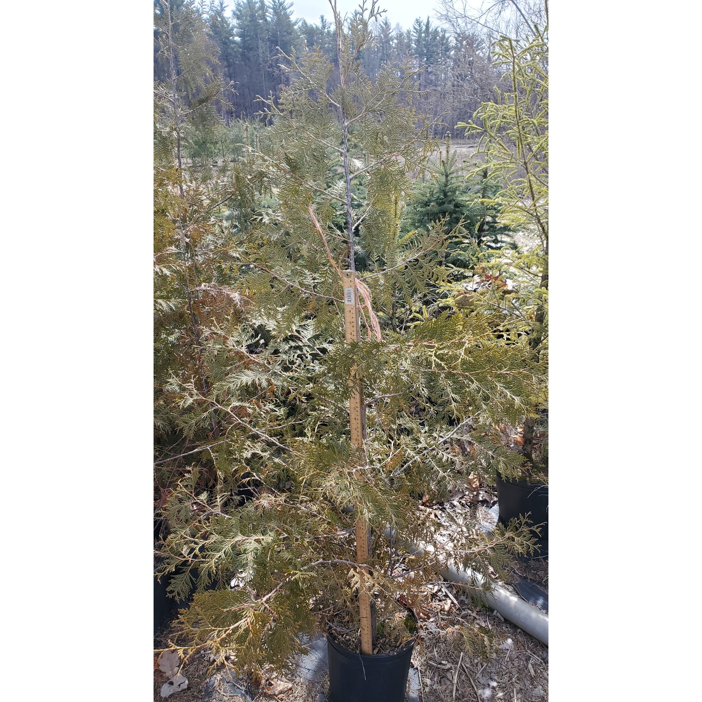 
                  
                    SALE: White Cedar - Thuja occidentalis | Pots Fall'23 conservation-grade
                  
                