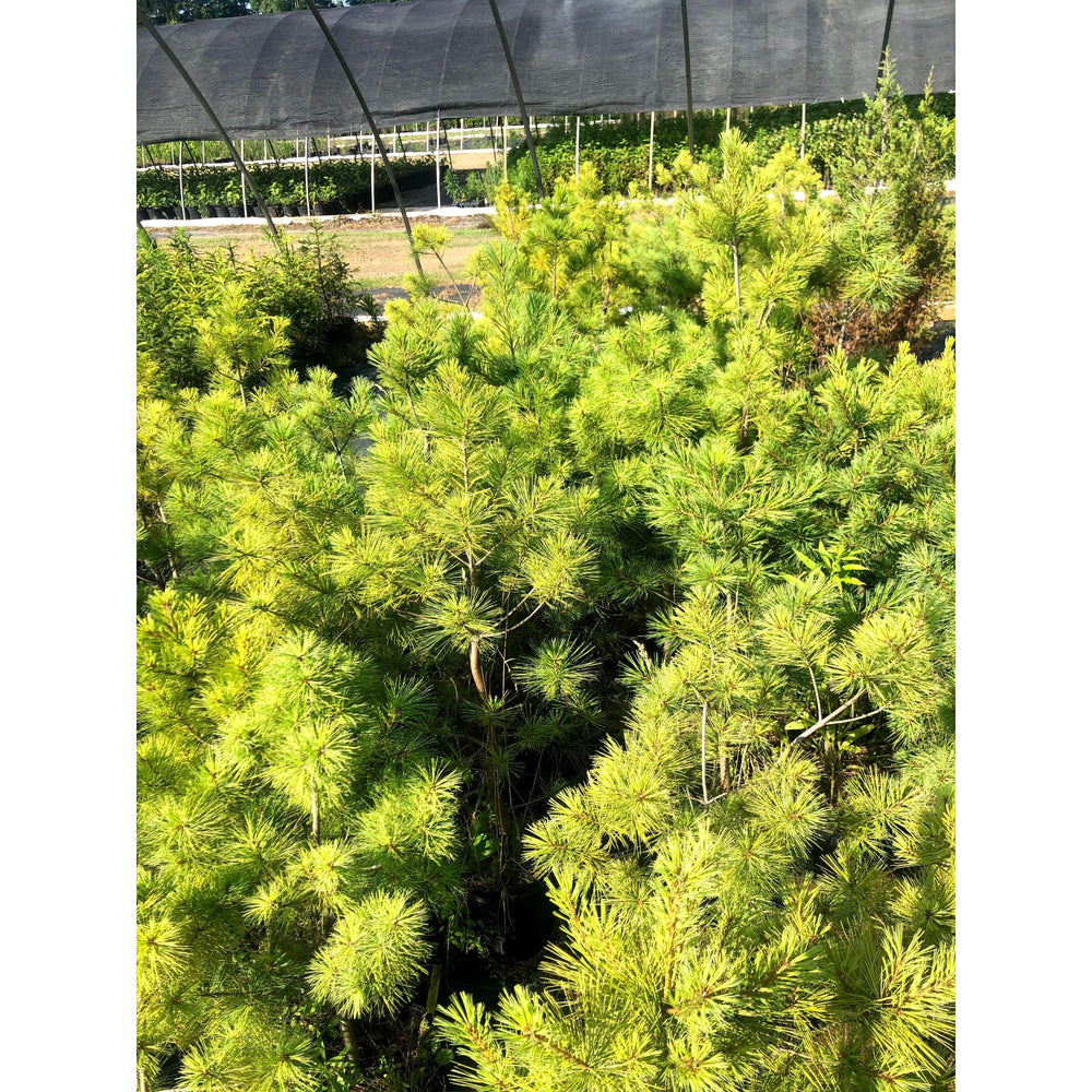 SALE: White Pine - Pinus strobus | Pots Fall'23 conservation-grade