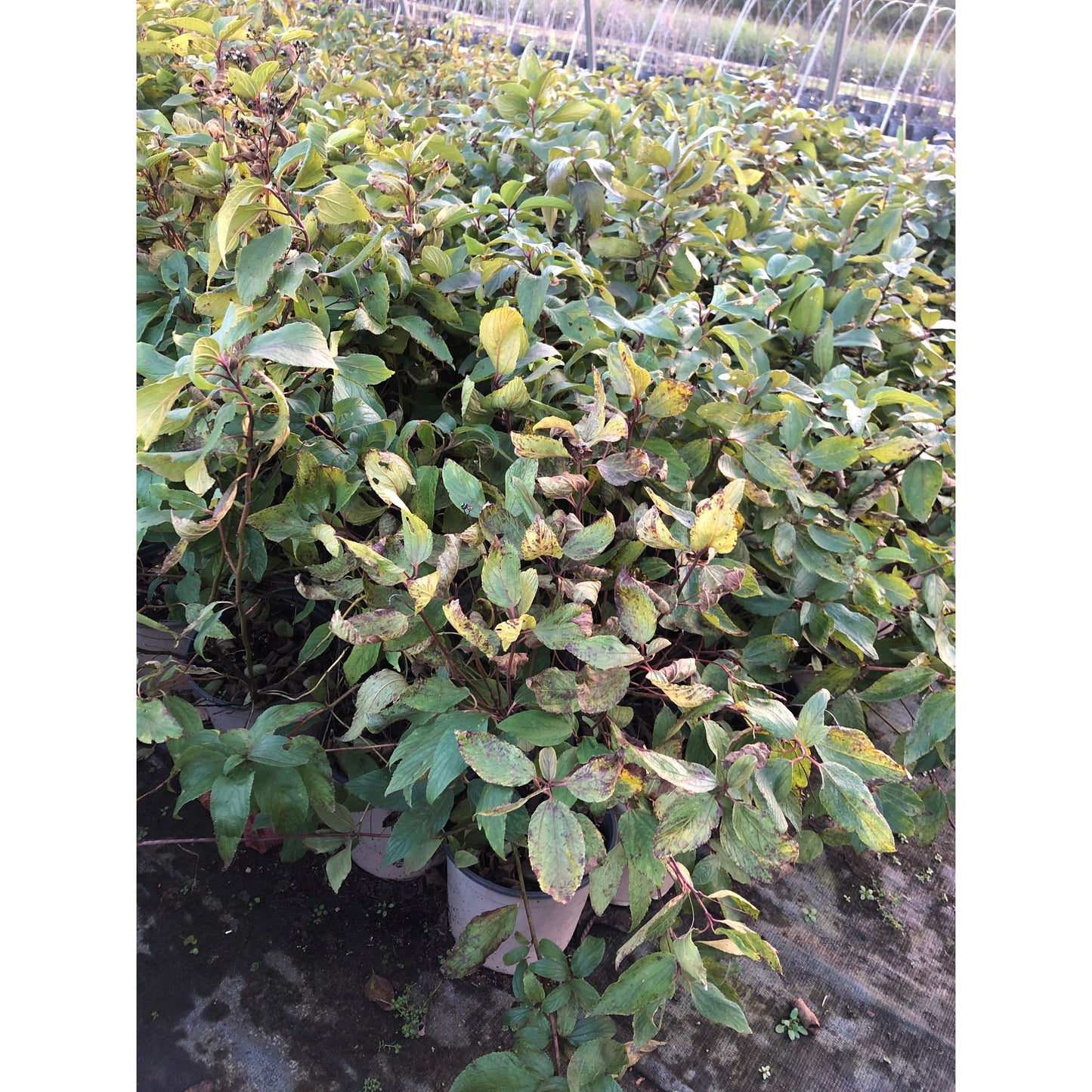 
                  
                    SALE: New Jersey Tea - Ceanothus americanus | Conservation-grade pots fall'23
                  
                